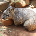 Featherdale Wildlife Park