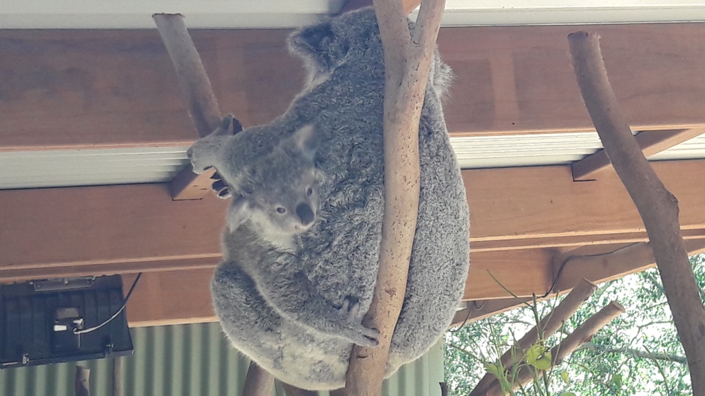 koala szundi 9 kicsivel 