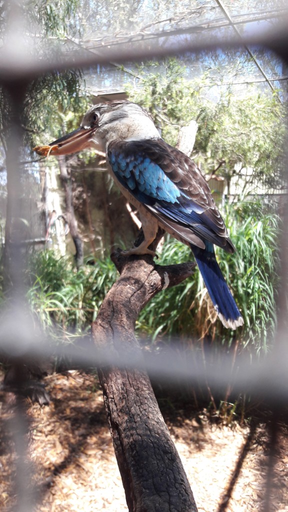 Kookaburra