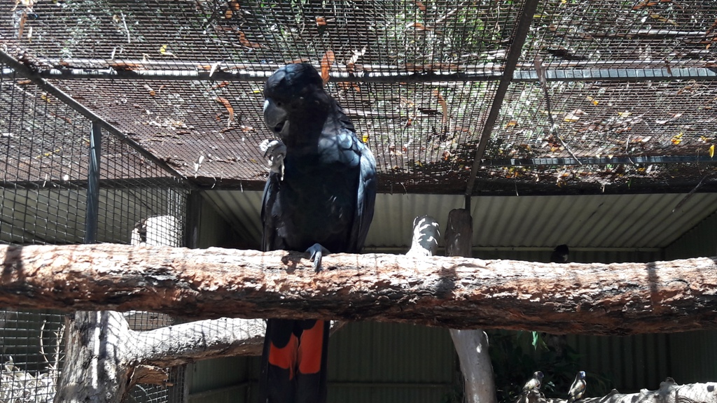 Piros farkú fekete kakadu