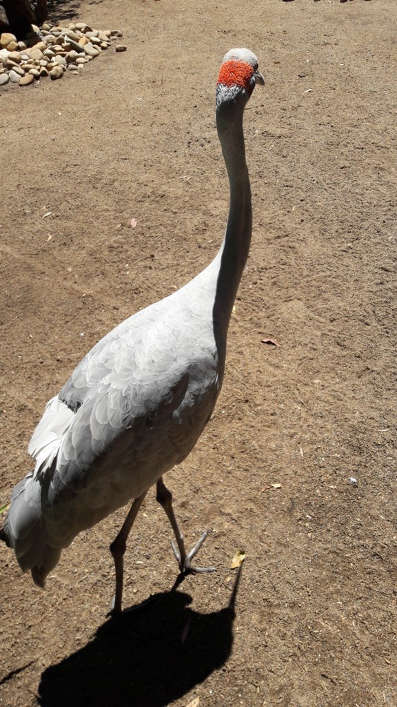 Brolga