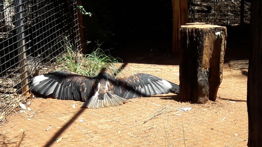 Fekete-begyű buzzard