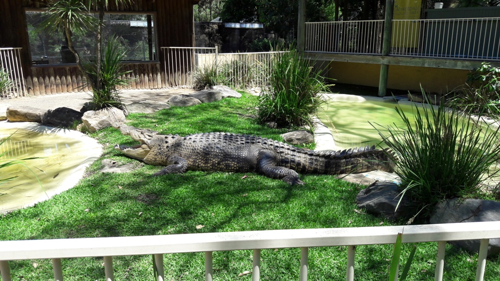 Ngukkur, a krokodil