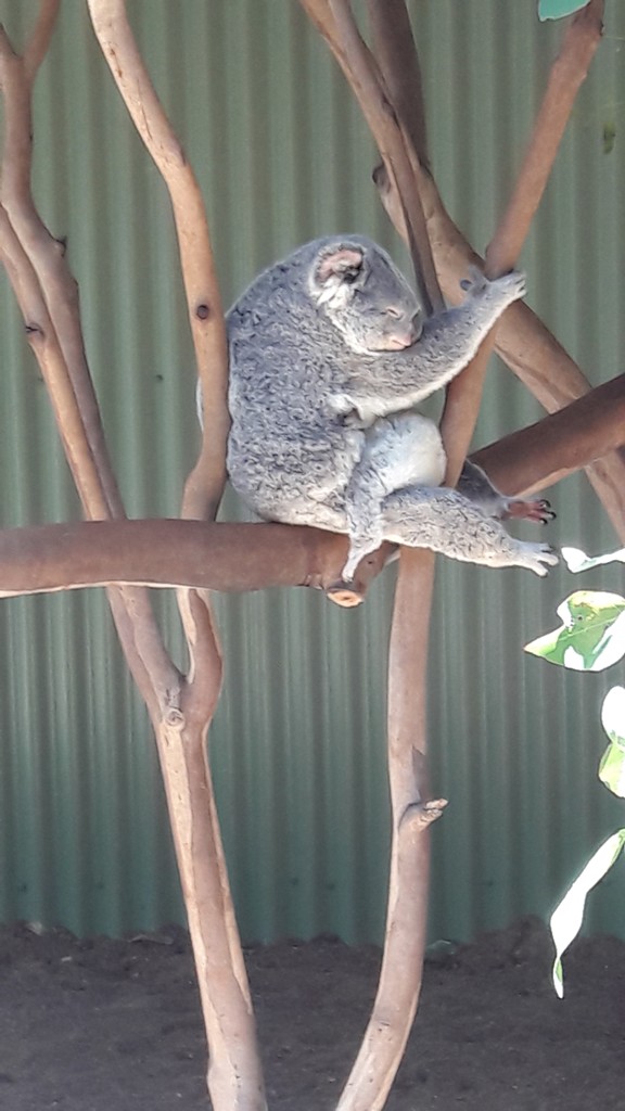 koala szundi 8 kicsivel