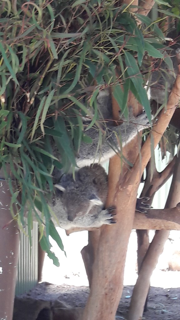 koala szundi 1