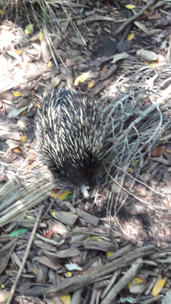 Echidna