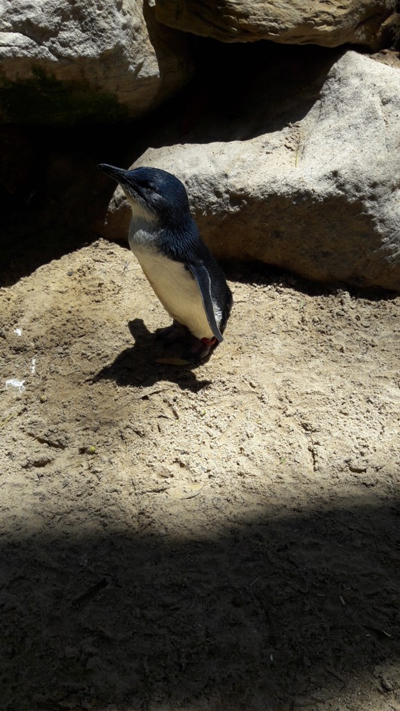 Kis pingvin