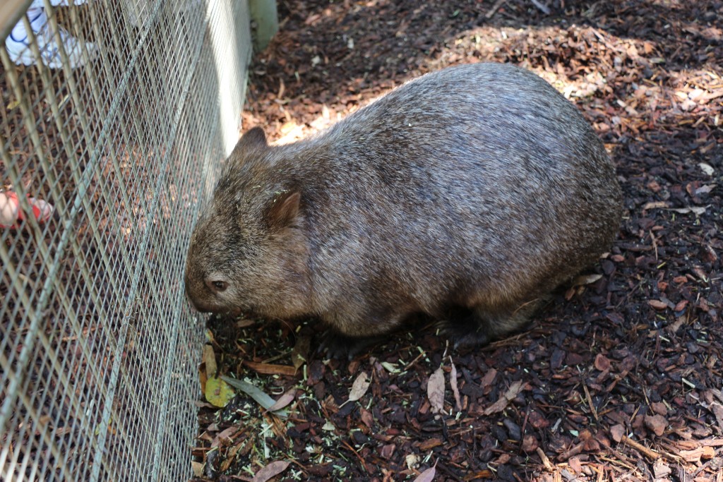 wombat 2
