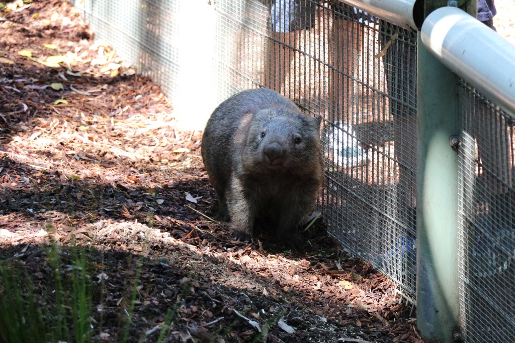  még egy wombat