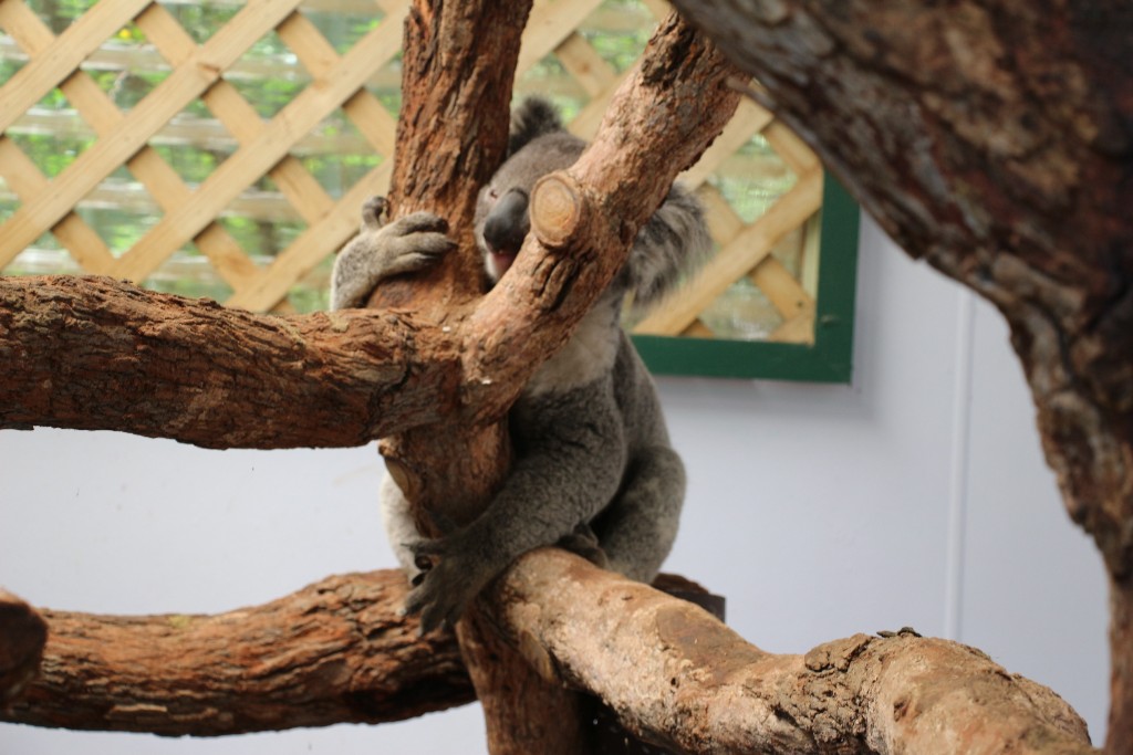 koala szundi 2