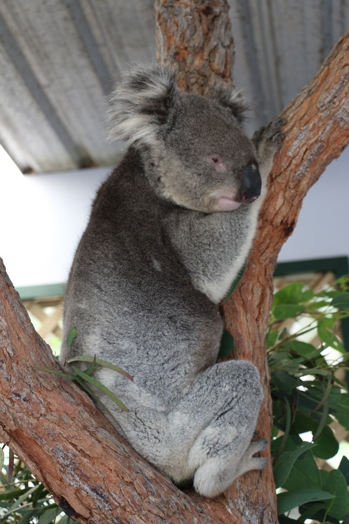 koala szundi 3