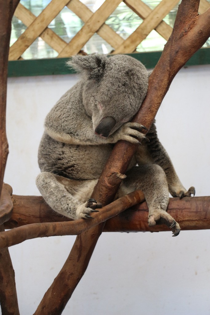 koala szundi 4