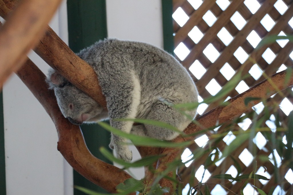 koala szundi 5
