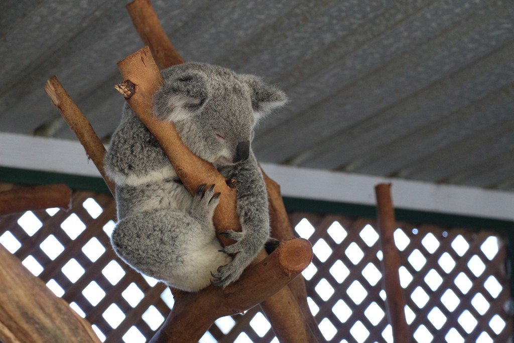 koala szundi 6