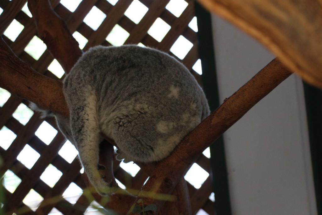 koala szundi 7
