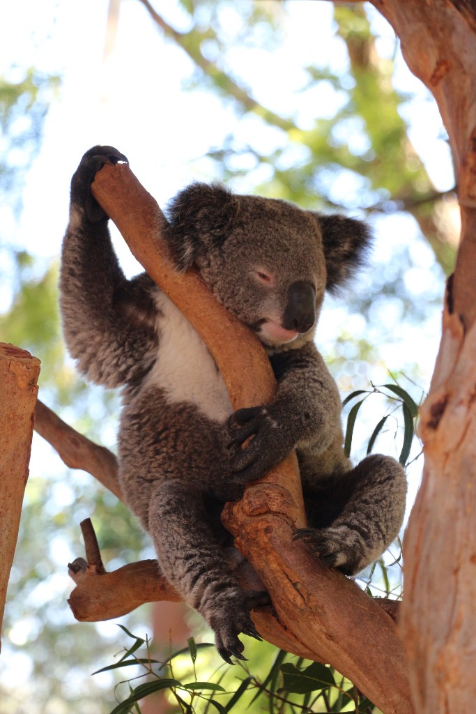koala szundi gitár hero :)