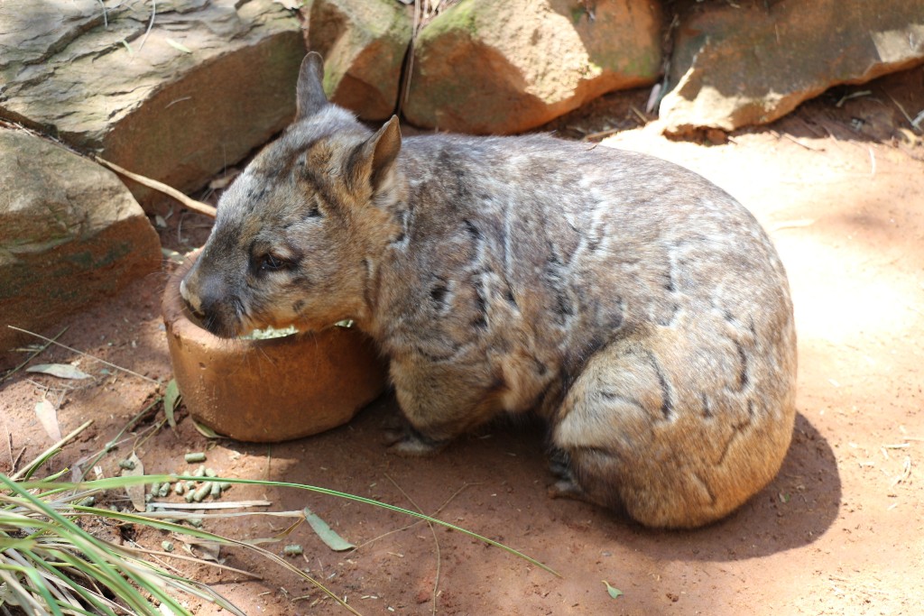 wombat