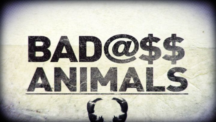 6BadAssAnimals_17.JPG