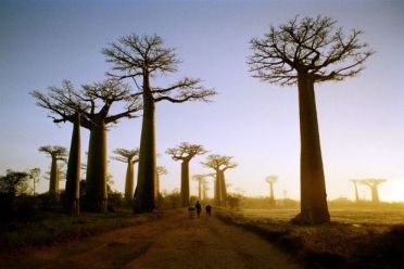 Baobab Tree.jpg