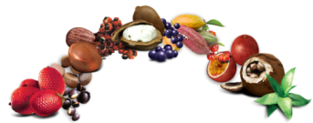 fruits-490x254.png