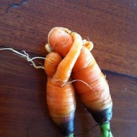 hugging-carrots-200x200.jpg