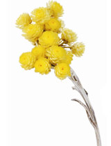 immortelle-flowers.jpg