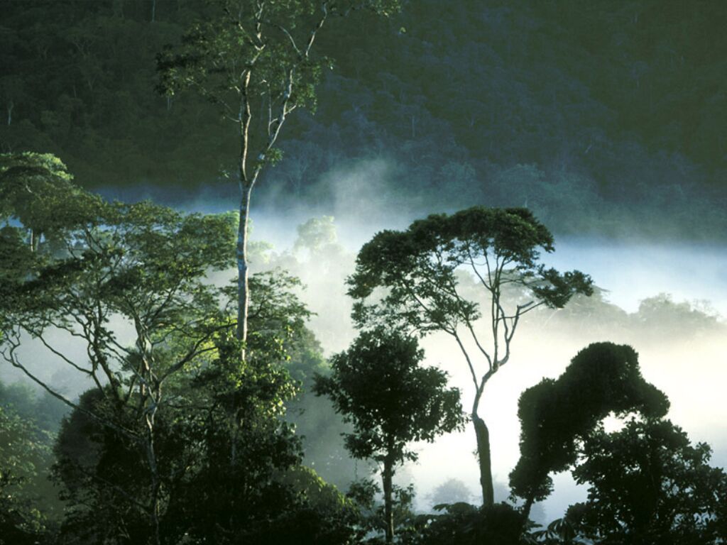 tropical rainforest biome.jpg