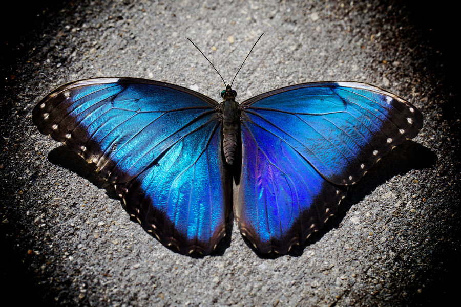 blue_morpho_by_digitallica-d4s9jyo.jpg