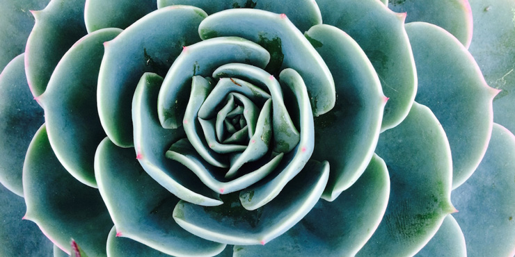 somatic-fractal-succulent-organic-intelligence-blog.jpg