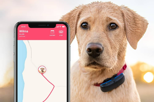 Tractive GPS Dog kutya nyomkövető