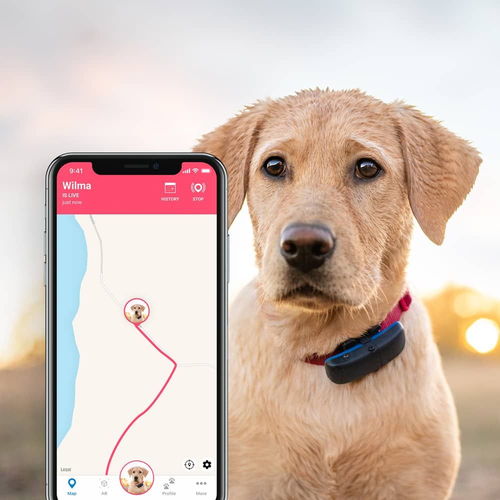 tractive-tractive-gps-dog-kutya-nyomkoveto_7.jpg