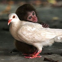 640_Strange-animal-relationships_OM-Times_1.jpg