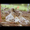 15 éve, minden tavasszal visszatér sérült párjához a hűséges gólya