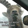 Nincs egy kis apród? :D