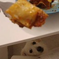 Mit és miért ne adj enni a kutyádnak