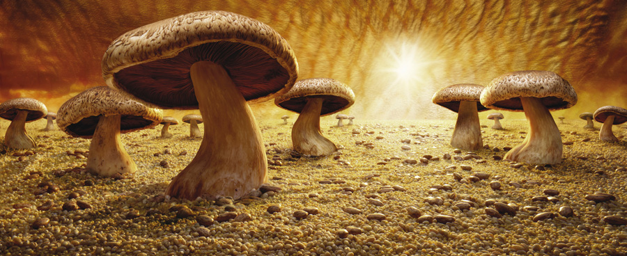 Mushroom-Savanna.jpg