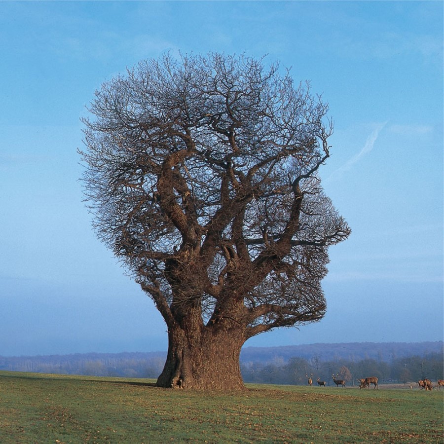 Pink Floyd, «Tree Of Half Life», 1997.