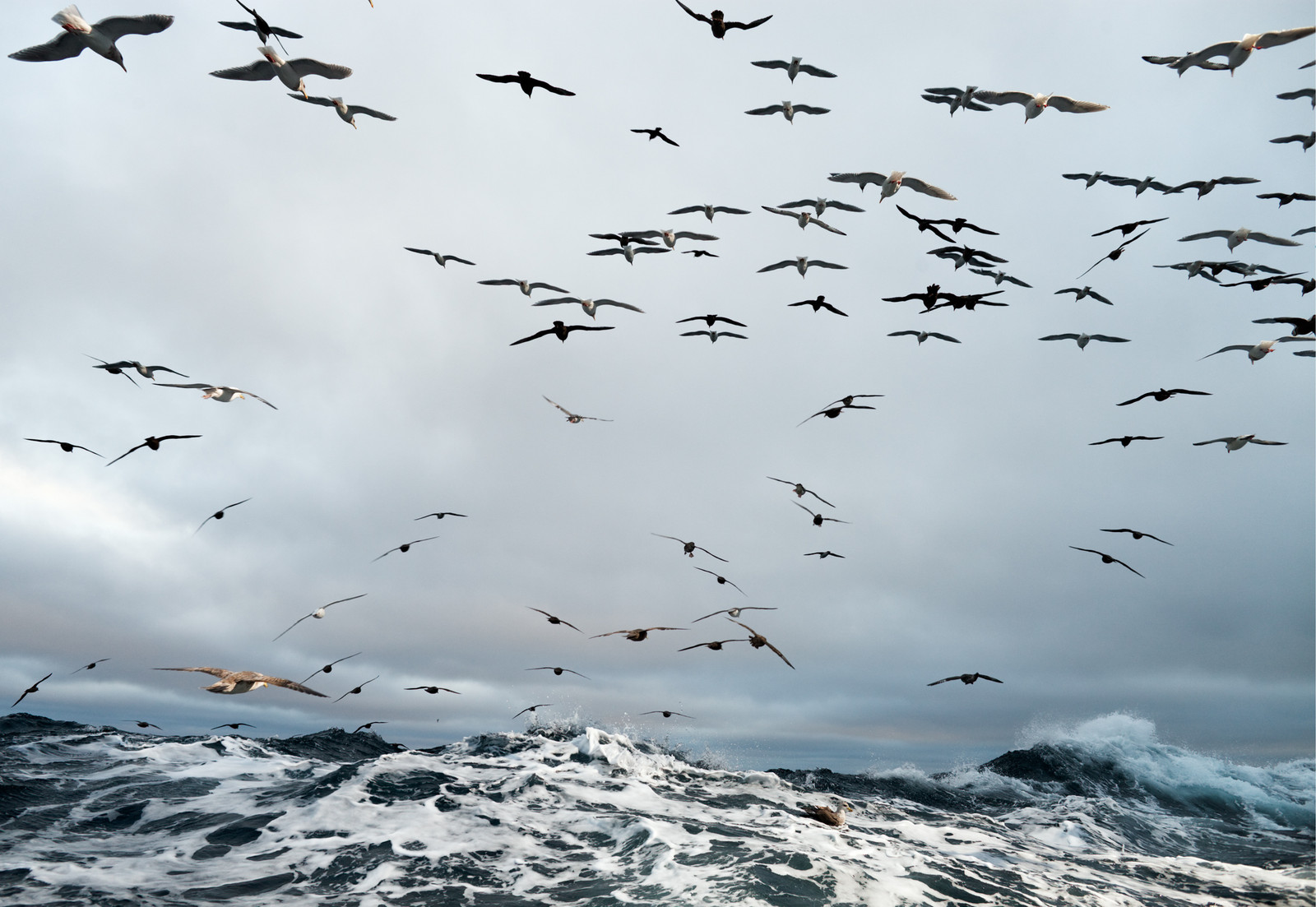 Corey Arnold - Fish Work: The Bering Sea