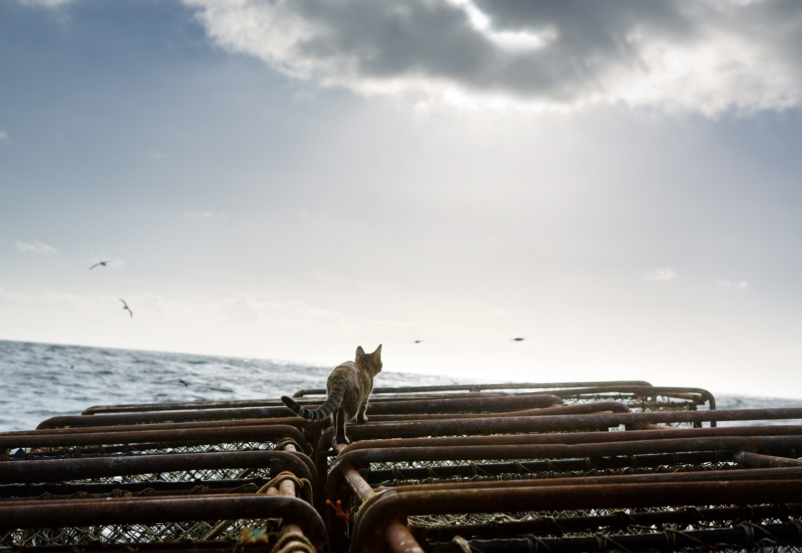 Corey Arnold - Fish Work: The Bering Sea