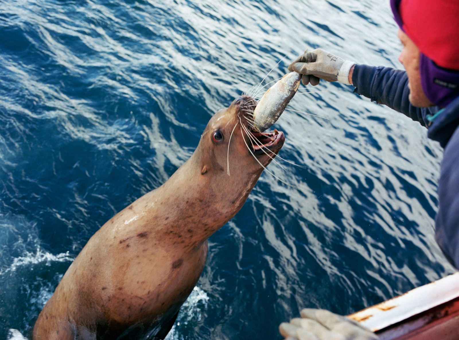 Corey Arnold - Fish Work: The Bering Sea