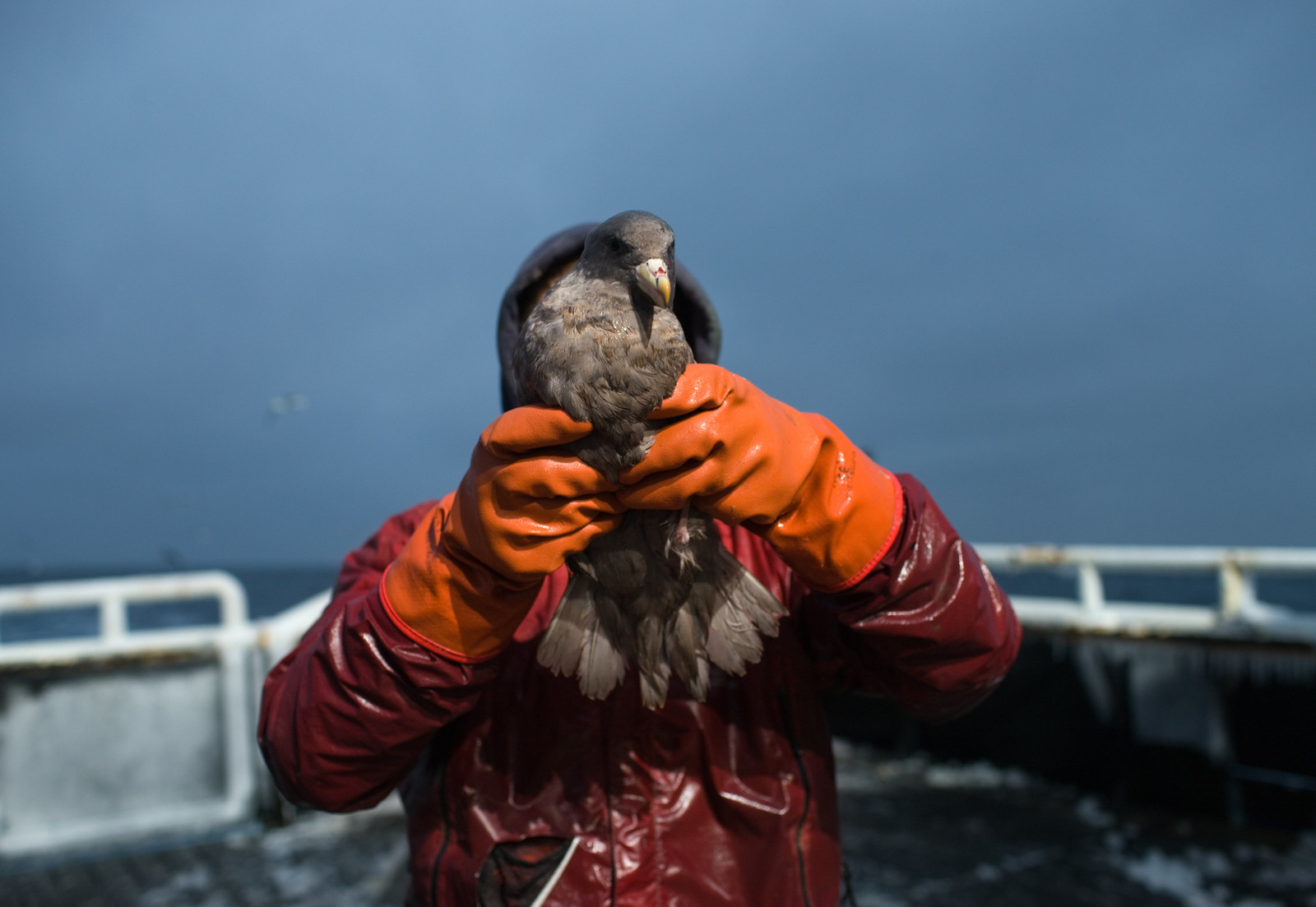 Corey Arnold - Fish Work: The Bering Sea