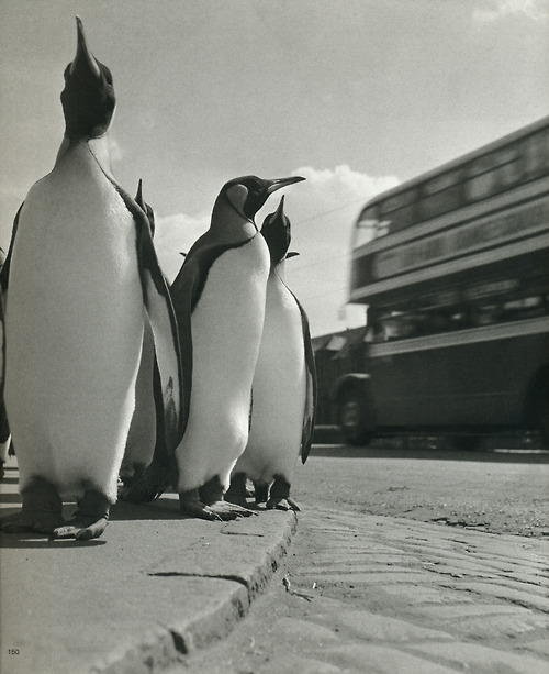 Werner Bischof, pingvinek és az emeletes busz, Edinburgh, Skócia, 1950