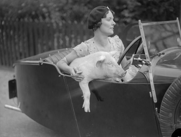 Mrs C Wylds behind the wheel with her pet pig at Terling in Essex. Fox Photos/Getty Images