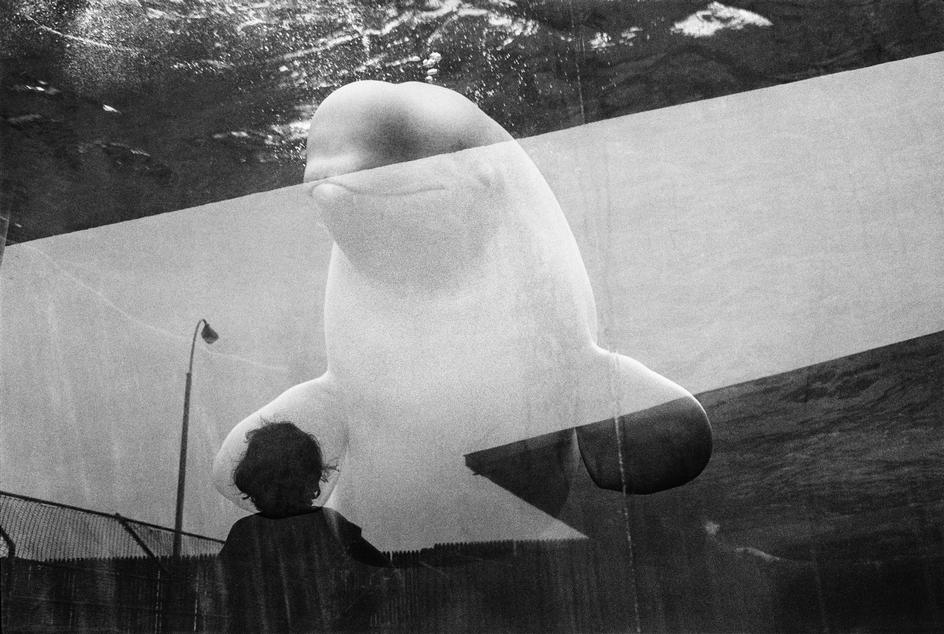 Jean Gaumy, The aquarium. Watching a beluga. Coney Island. 1987<br />