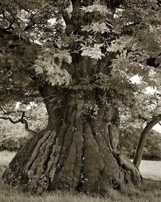 ©Beth Moon