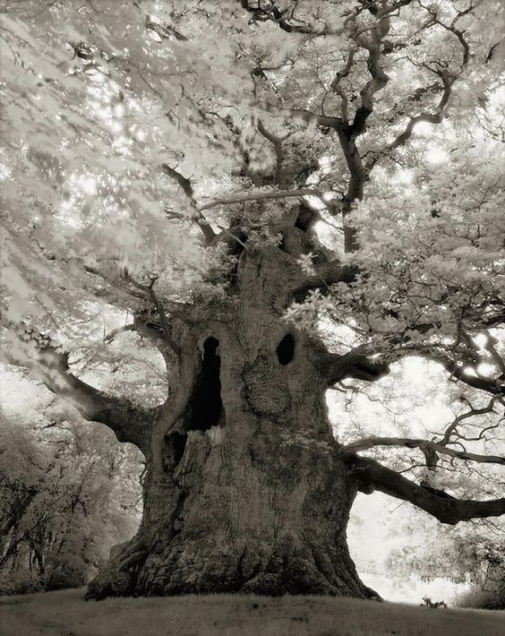 ©Beth Moon