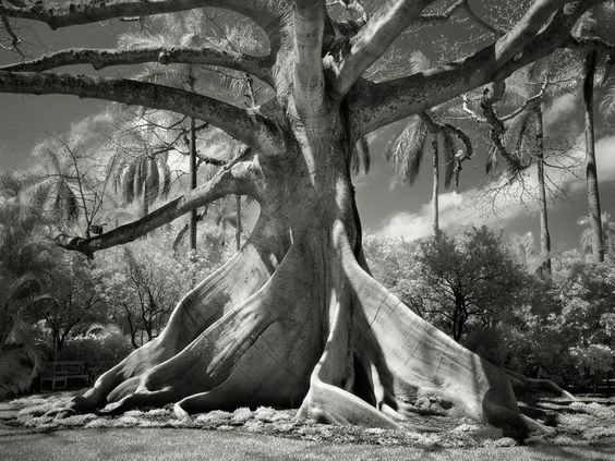 ©Beth Moon