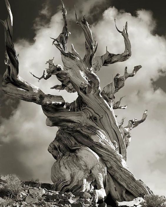 ©Beth Moon