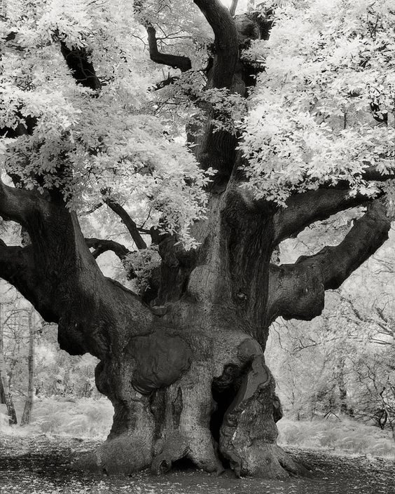 ©Beth Moon