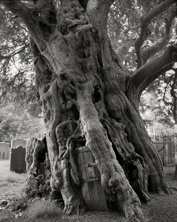 ©Beth Moon